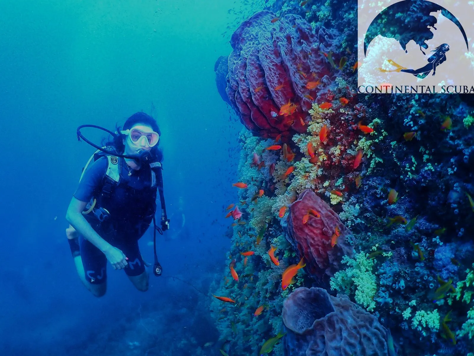 Diver beside a deep reef wall covered in barrel sponges and orange reef fish
