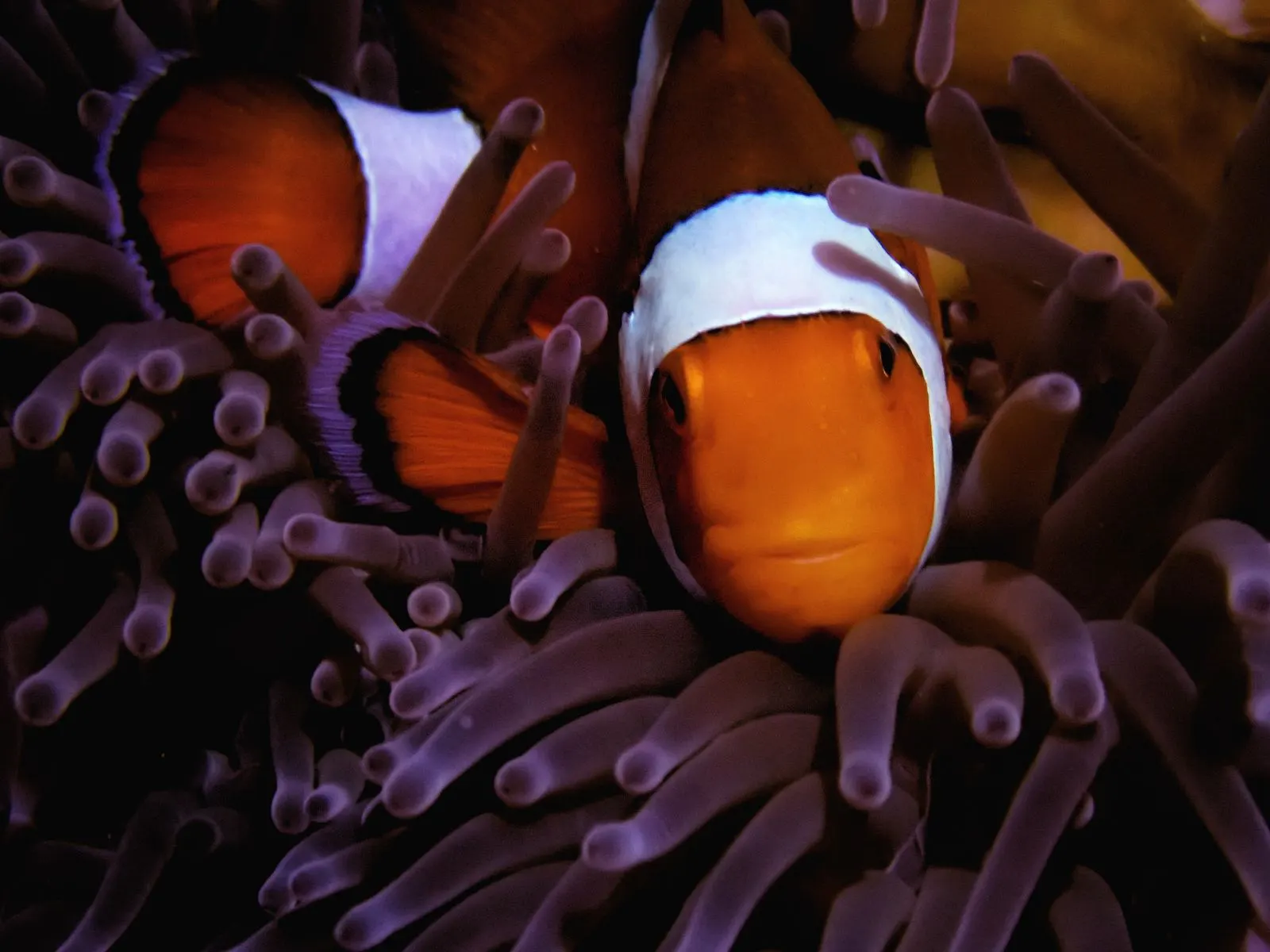 Two clownfish nestled in anemone tentacles during a night dive