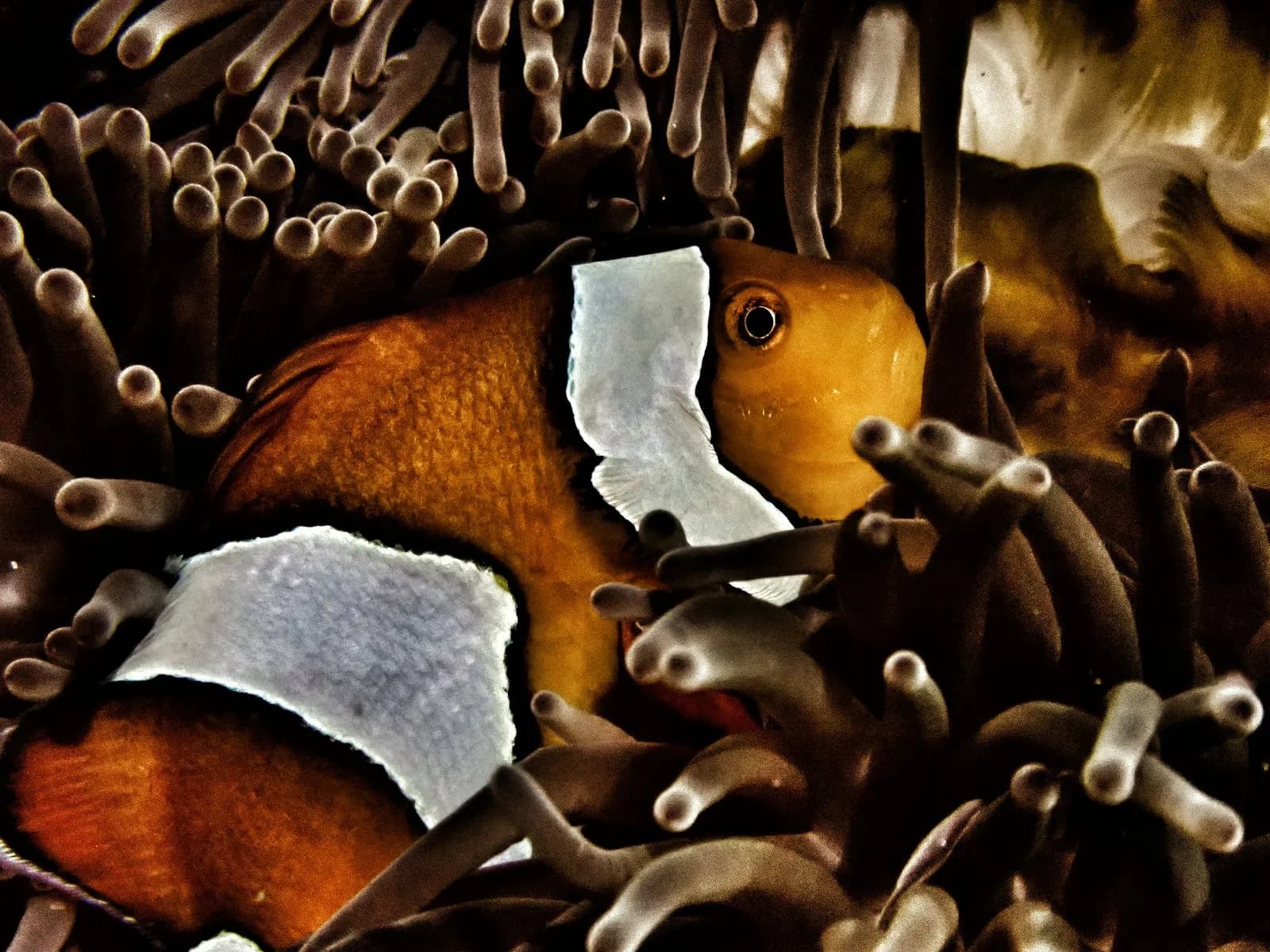 Close-up of a clownfish in an anemone lit by torchlight in limited visibility