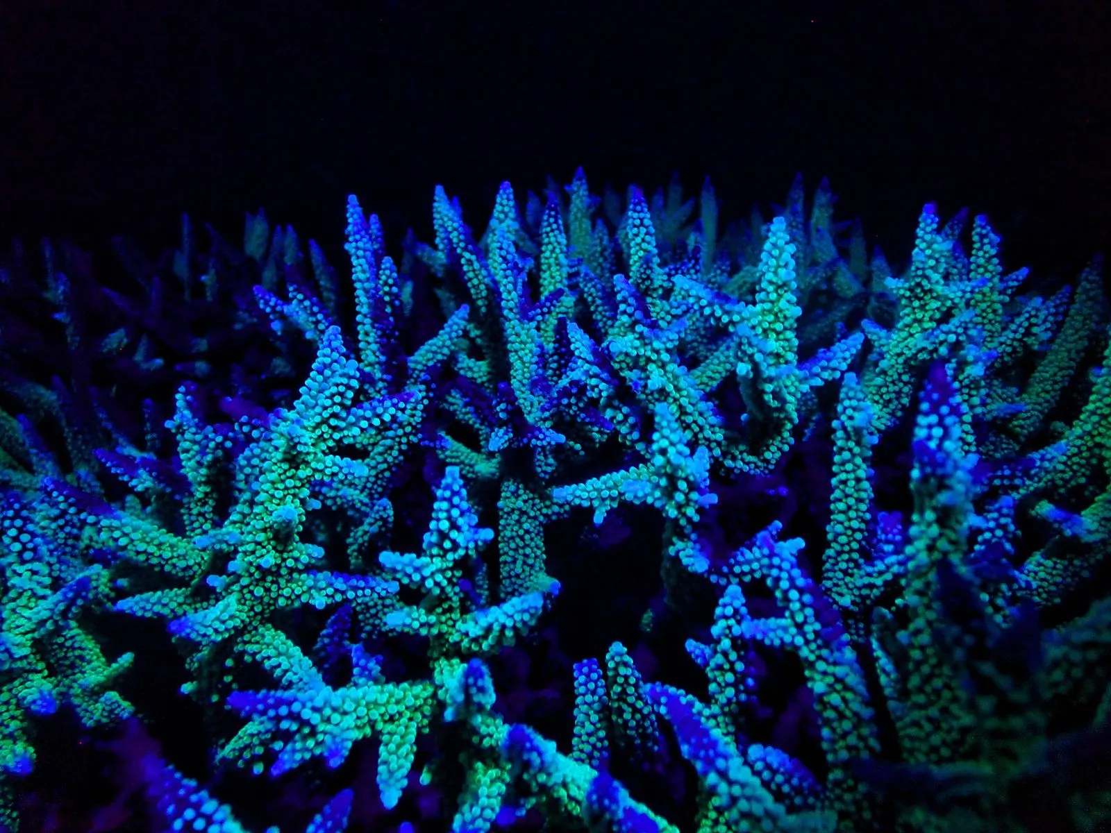 Fluorescent branching coral glowing blue-green against black water on a night dive