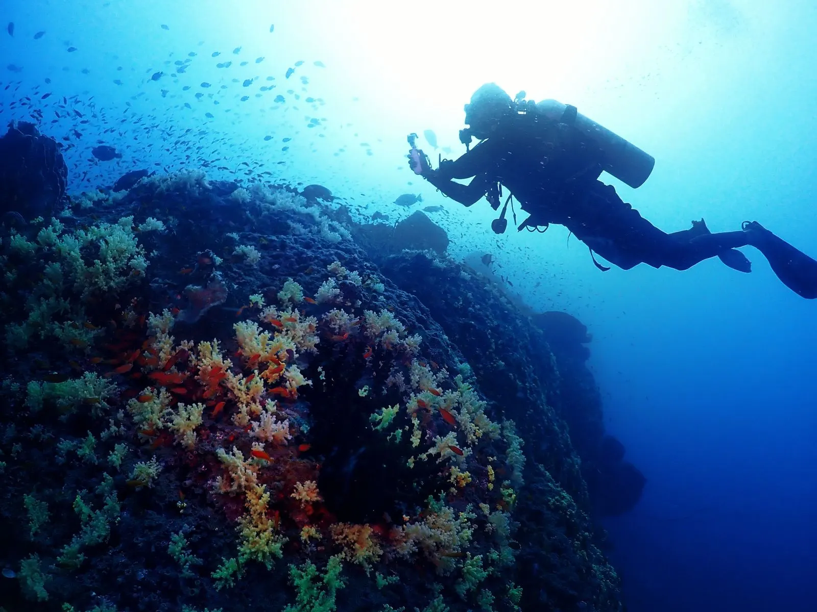 Diver silhouetted against a sunburst over a yellow soft-coral reef wall
