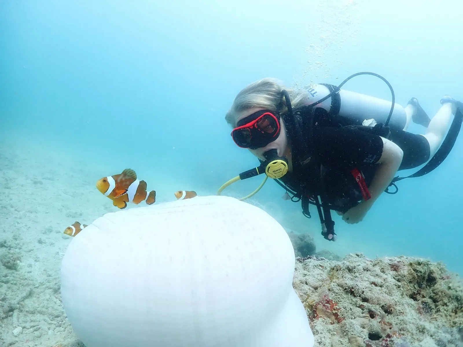 Diver in horizontal trim hovering above a sea anemone with clownfish
