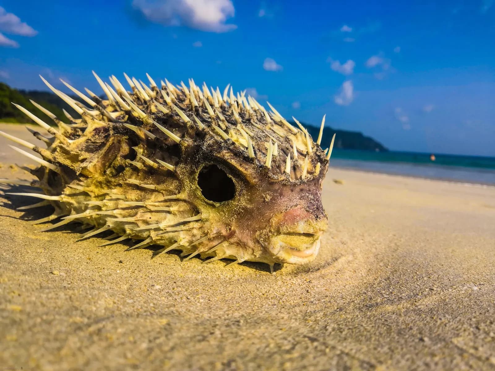 Low-angle close-up of a porcupinefish on tropical beach sand with turquoise ocean behind