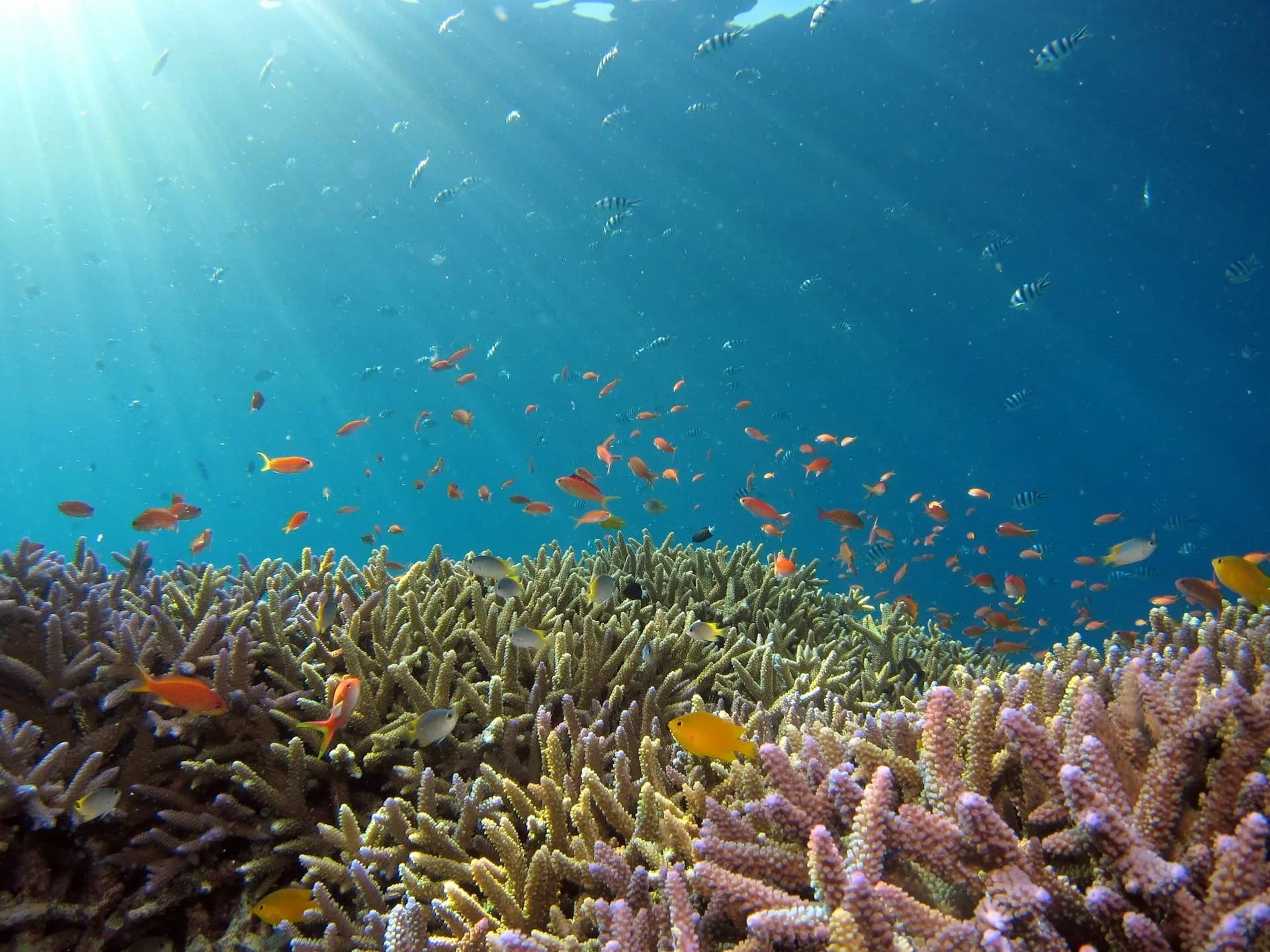 Schooling reef fish over coral near Havelock Island