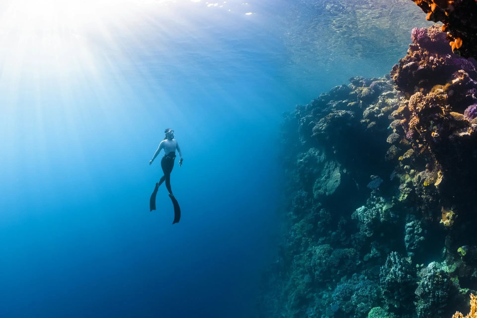 Diver hovering beside a sea fan coral in Havelock