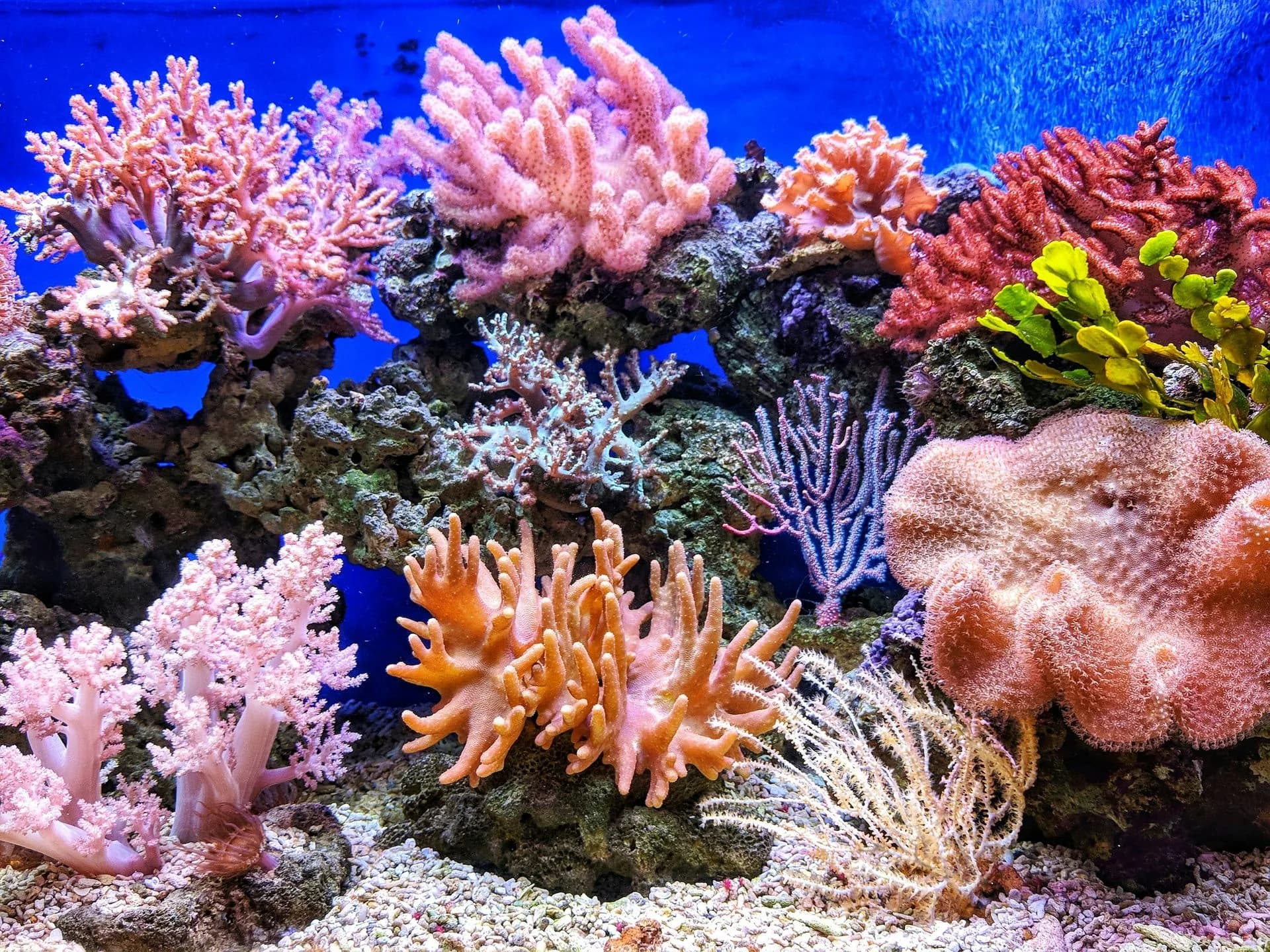 Schooling reef fish over coral near Havelock Island