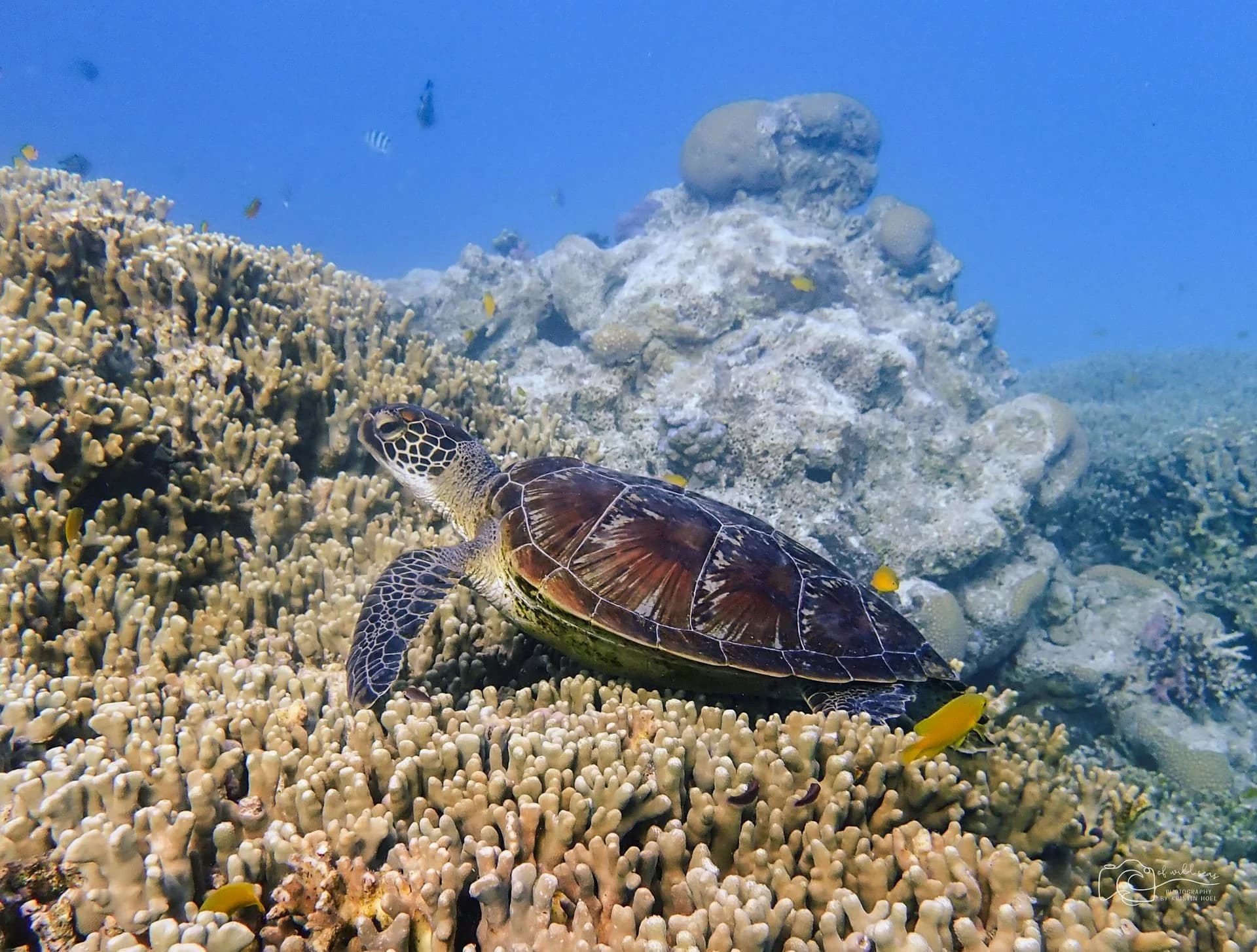 Diver hovering beside a sea fan coral in Havelock