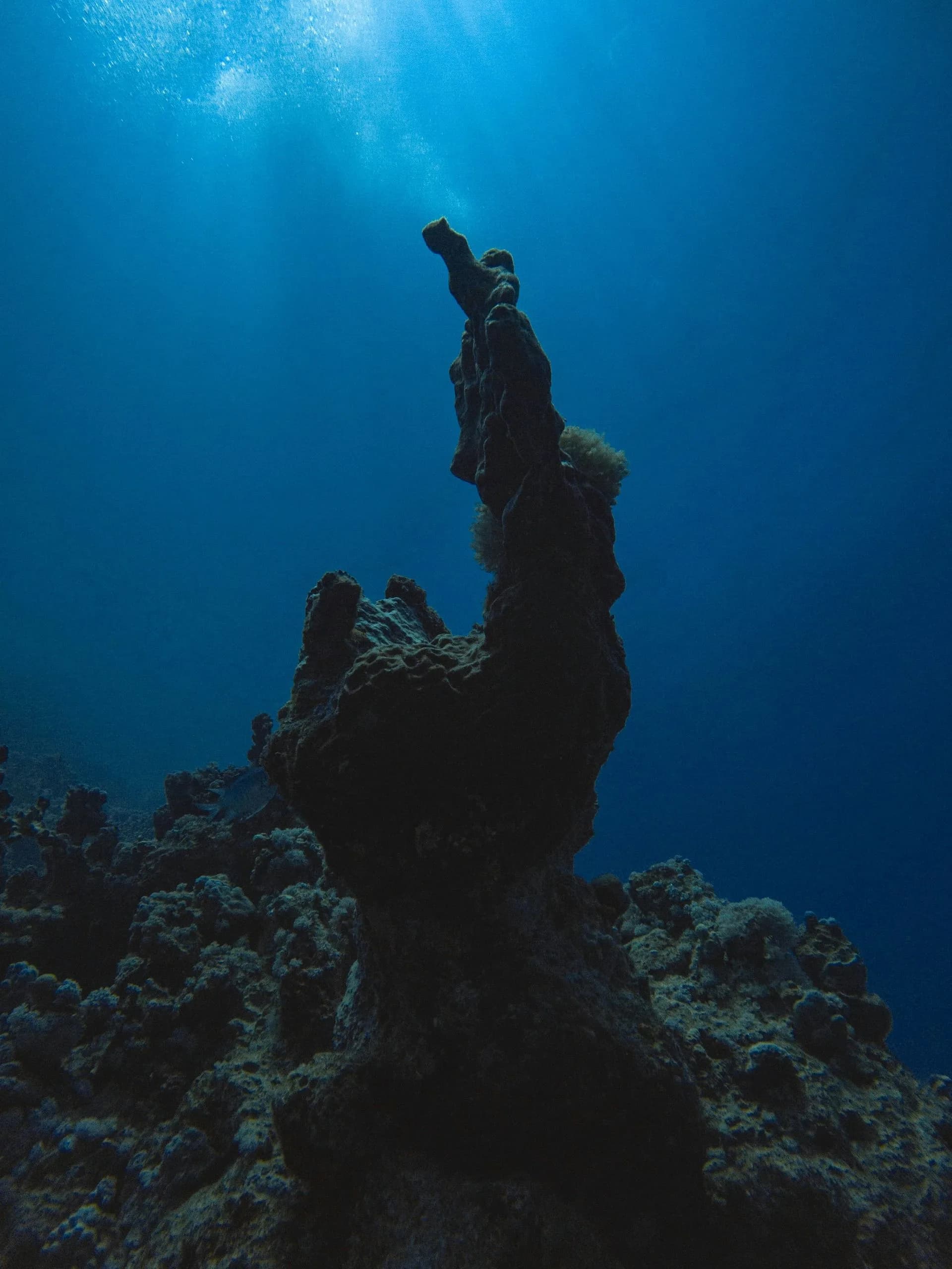 Reef fish over coral on a Havelock boat-dive day