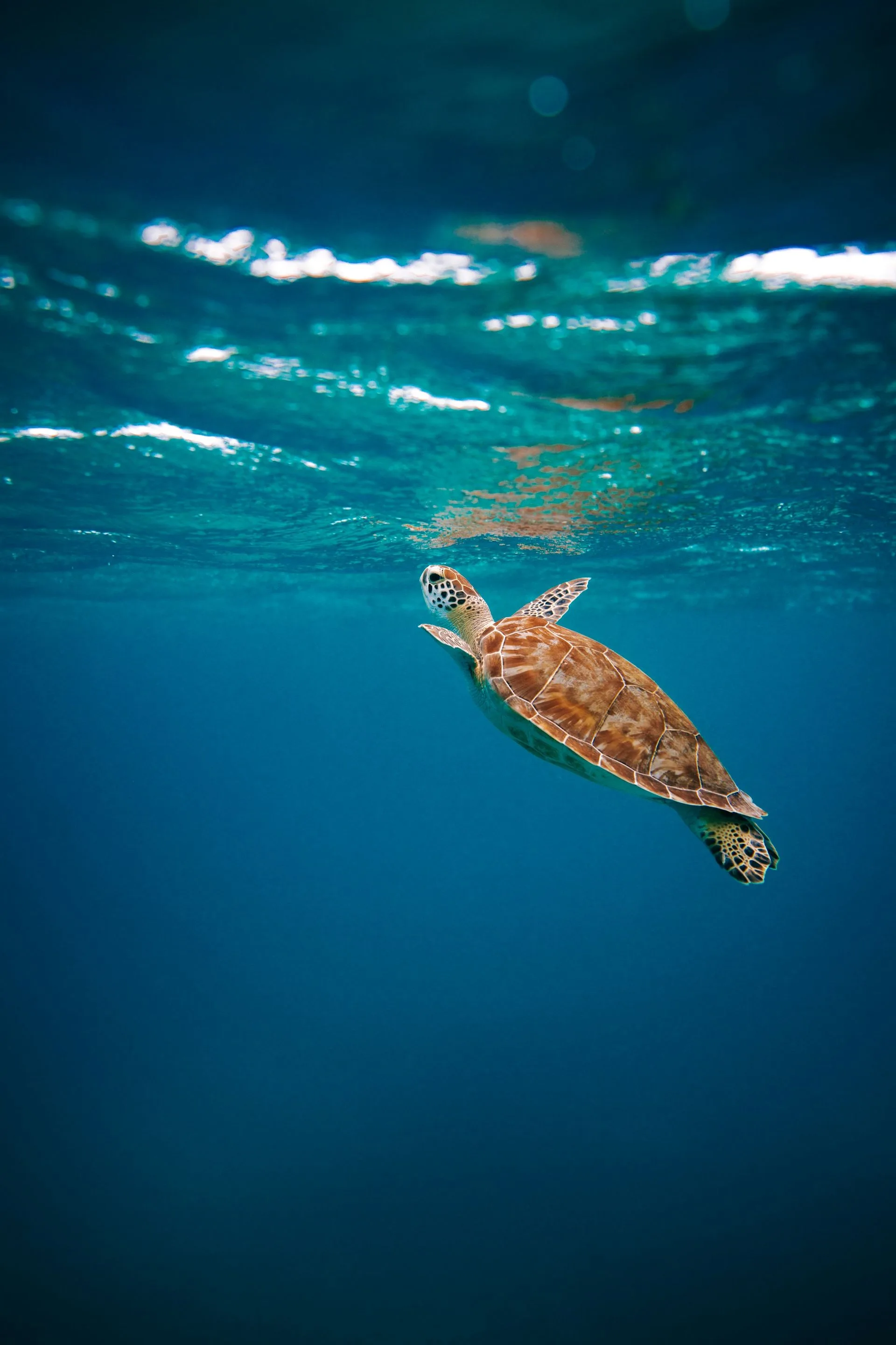 Scuba diver descending into tropical blue water