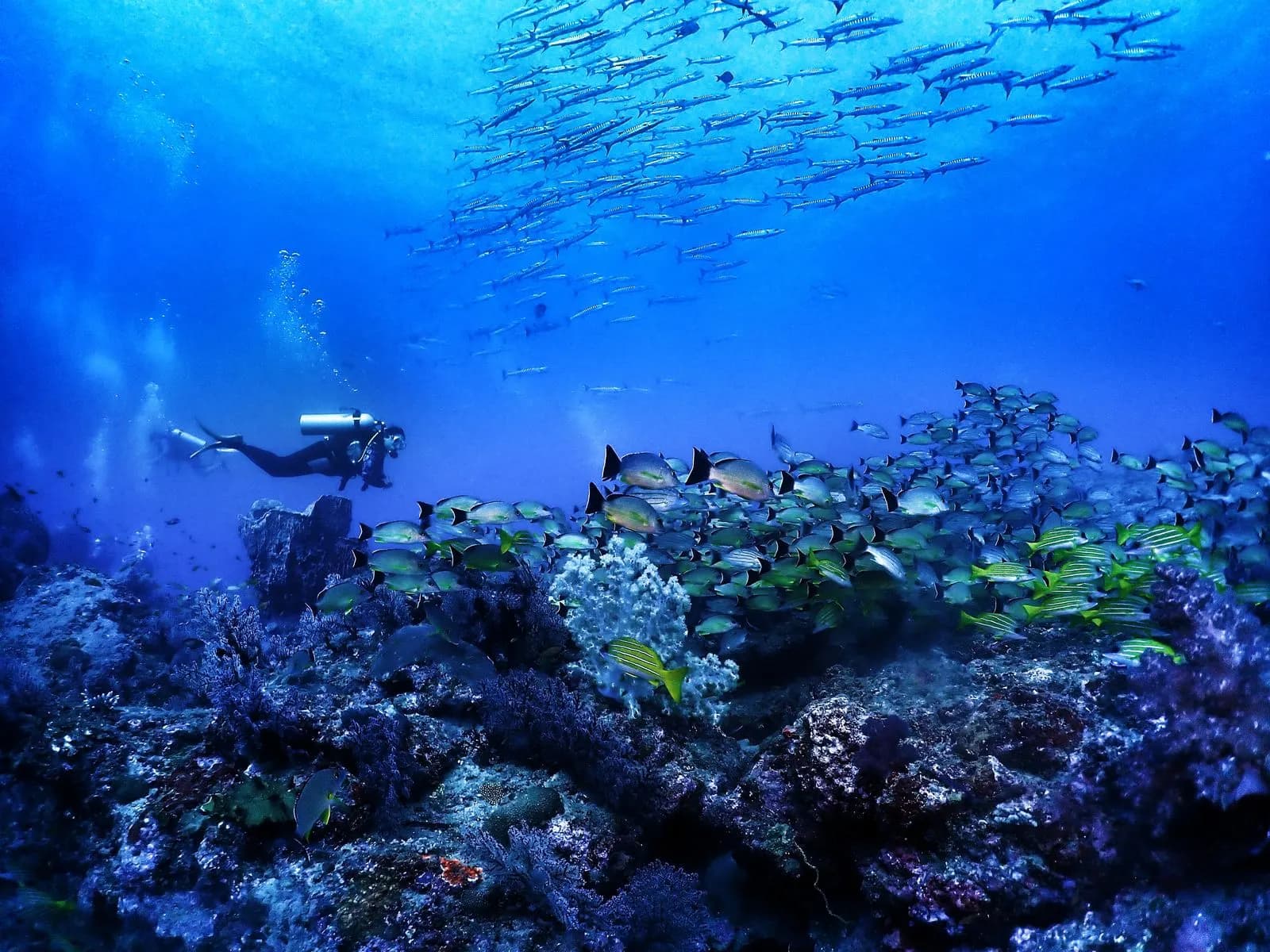 Schooling reef fish over coral near Havelock Island
