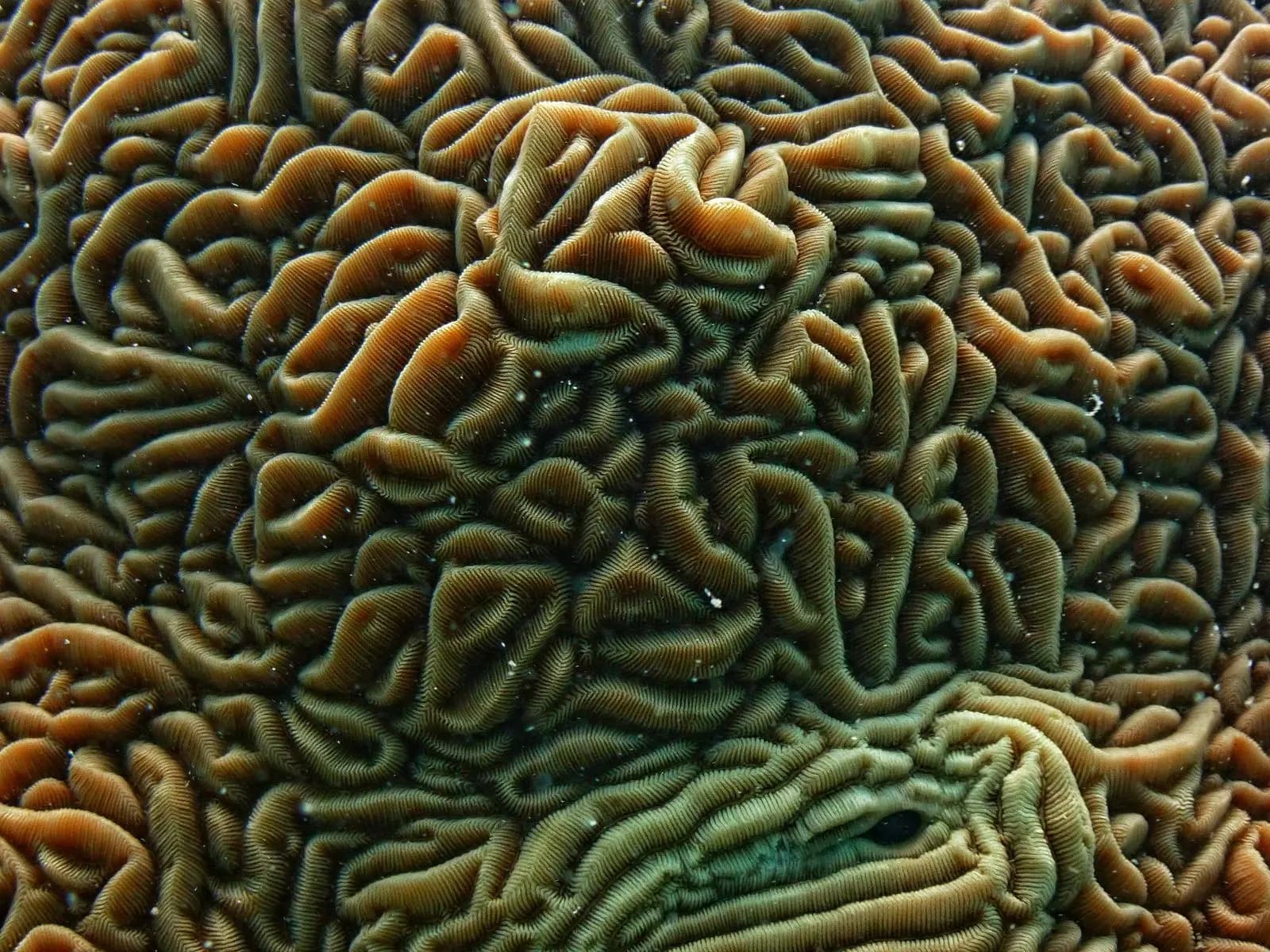 Underwater life on a Havelock dive site