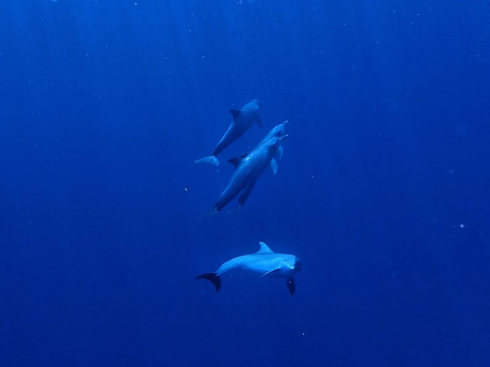 Romantic underwater portrait from a Havelock dive