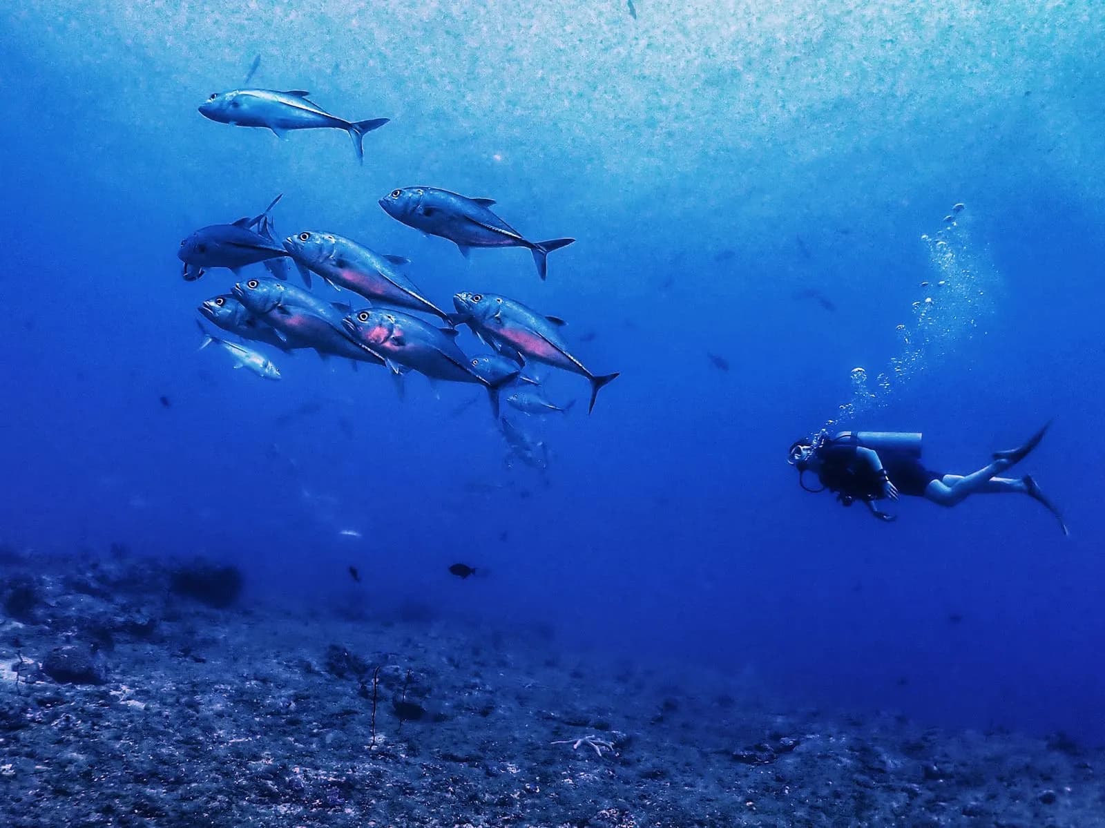 Oceanspidey's crew briefing guests before a Havelock dive