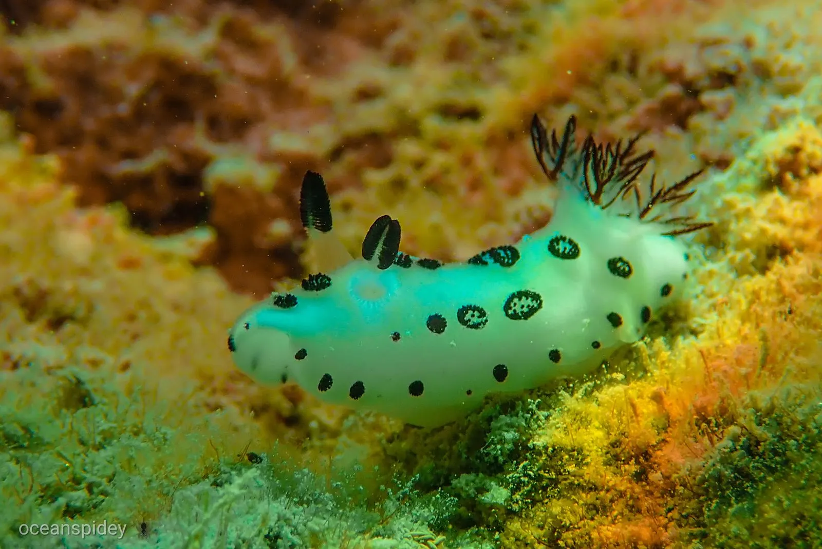 Beginner scuba experience for non-swimmers in Havelock