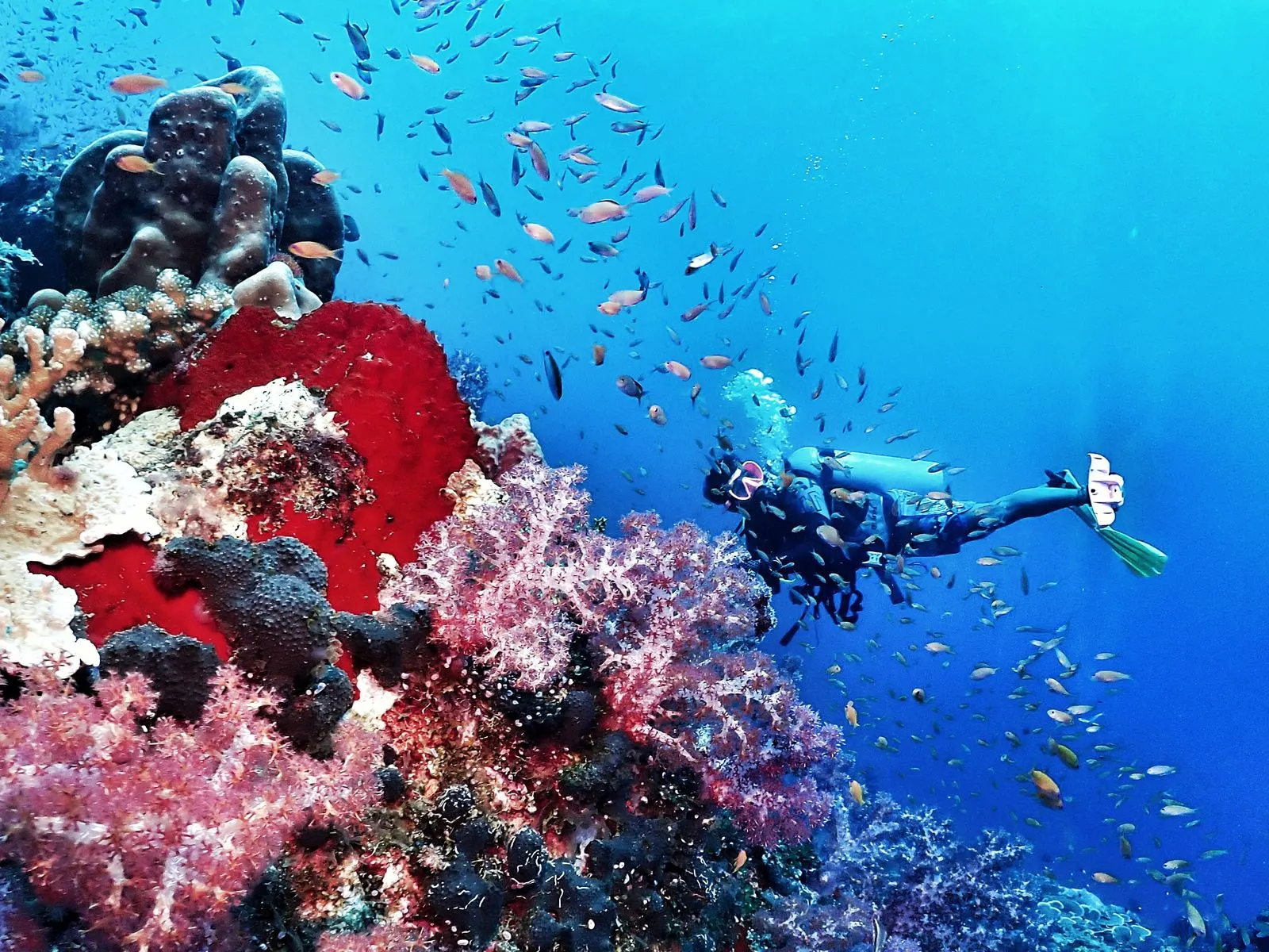 Scuba diver swimming past a vibrant coral reef with red sponges and schooling fish — SSI Specialty Deep Course