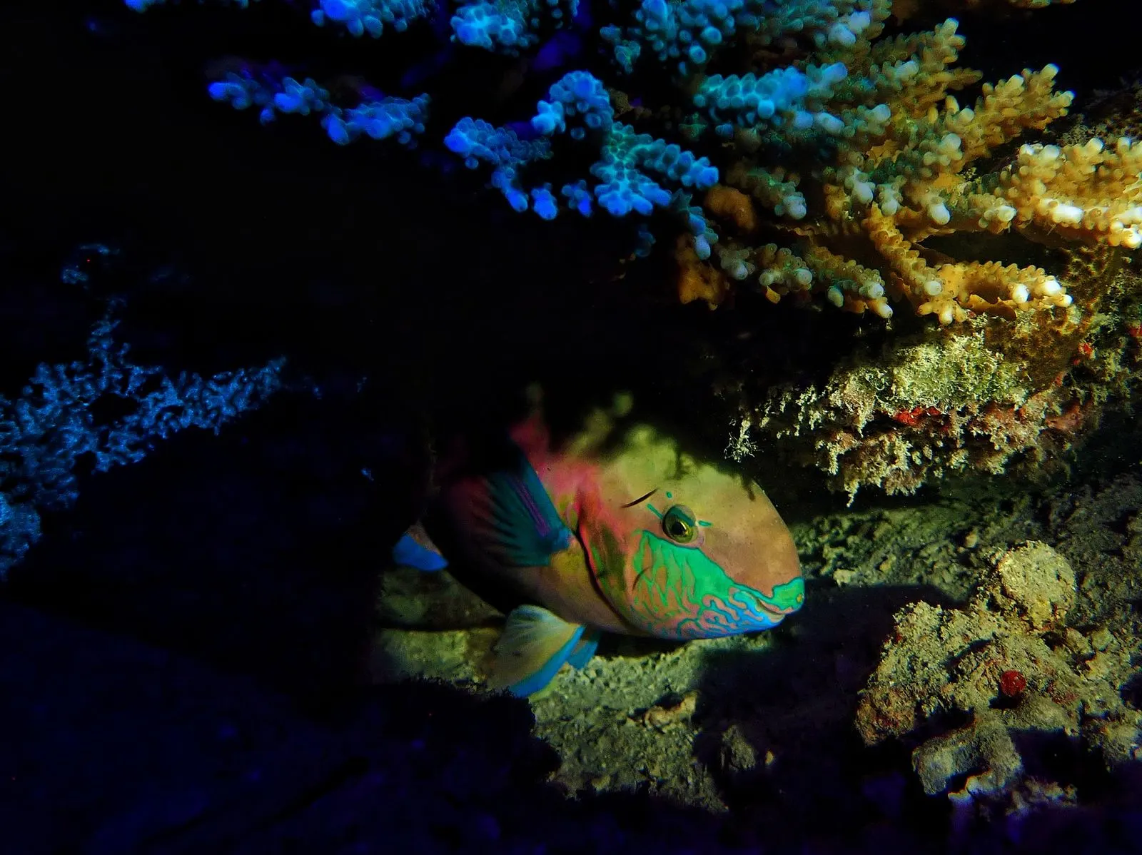 Colourful parrotfish illuminated by dive light under a reef at night — SSI Night & Limited Visibility Specialty