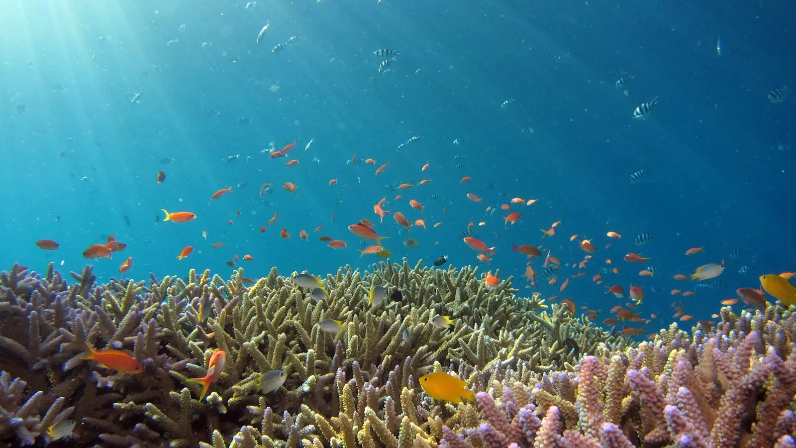 Sunlit coral garden and tropical fish at a Havelock dive site