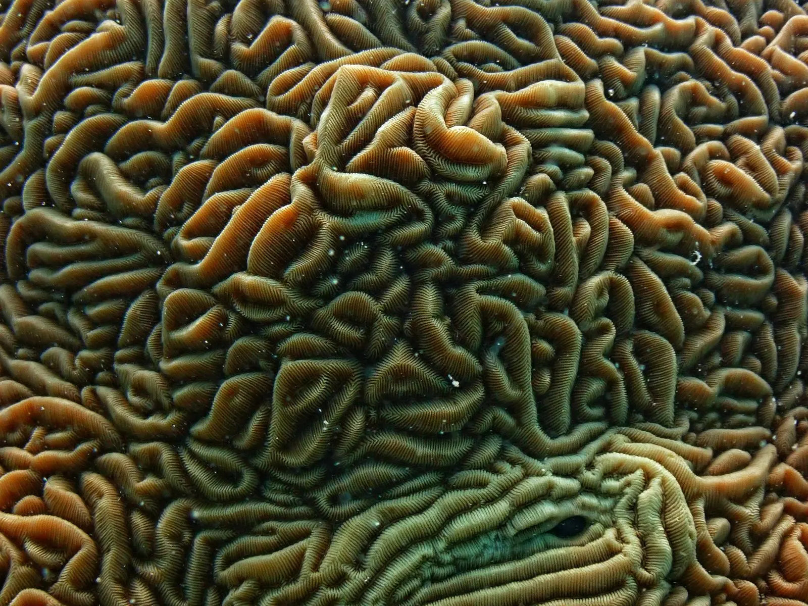 Underwater life on a Havelock dive site