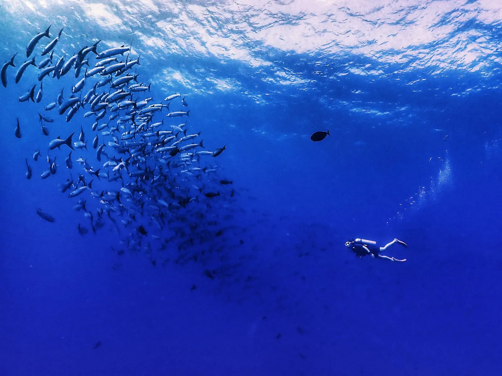 Solo diver on a Continental Scuba boat trip in the Andamans