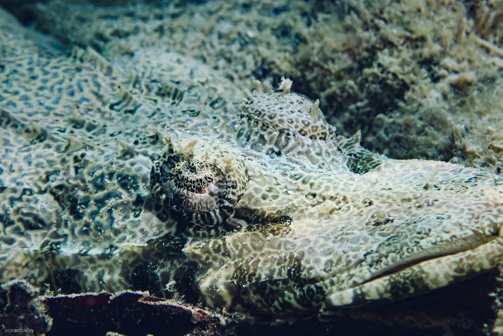 Boat snorkeling trip from Havelock Island